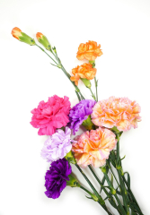 Pink and orange flowers on white background photo – Flower ...