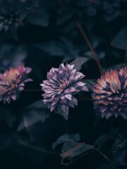 Purple flower in tilt shift lens photo – Flower on Unsplash