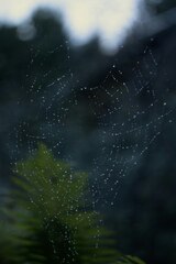 Spider web with water droplets photo – Belarus on Unsplash