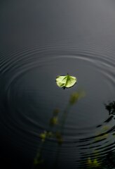 A green leaf floating on top of a body of water photo – Water ...