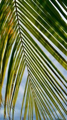 A close up of a plant photo – Leaf on Unsplash