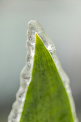 A close up of a green leaf with water droplets on it photo – ...