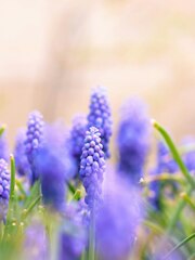 A bunch of purple flowers that are in the grass photo – Green ...