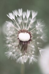 A close up of a dandelion with a blurry background photo – ...