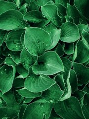 A close up of a bunch of green leaves photo – Plant on ...