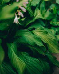 A close up of a bunch of green leaves photo – Leaf on ...