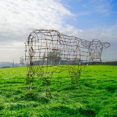 Atom Heart Mother by Pink Floyd (Wireframe Cow Pink Floyd)