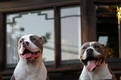 Pit bulls went from America's best friend to public enemy — now ...