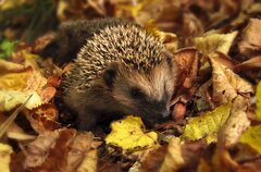 Hedgehog Autumn Echidna