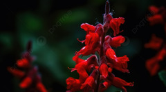 A Beautiful Red Flower In The Dark Sun Background, A Salvia Flower ...