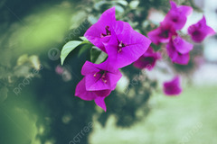 Beautiful Leafy Flowers In Bloom Background, Flowers, Magenta ...