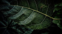 Close Up View Of A Leaf And Dark Background, Camphor Tree Leaves ...