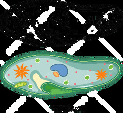 Paramecium caudatum