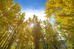 Fall Aspen Trees Landscape Sky Leaf Photo Background And Picture ...