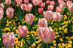 Flower Spring Tulip Flower Garden Photography Map With Picture ...