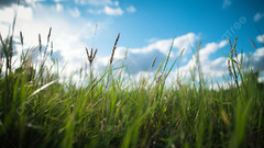 Grass Grassland Blue Sky White Clouds Background, Grass, Blue Sky ...