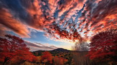 Sunrise Under The Red Autumn Trees Background, Beautiful Sky, 377 ...