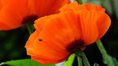 Oriental poppy