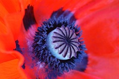 Oriental poppy