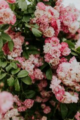 A bush of pink flowers with green leaves photo – Carnations ...