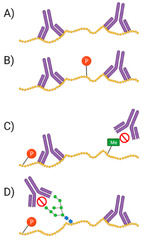 Proteomes |-Text | Proteomes Are of Proteoforms ...