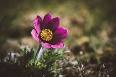 Photo blurred background flower pasque flower Closeup