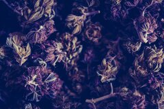 Leafly's Top Cannabis Strains for Creativity — PILGRIM SOUL CREATIVE