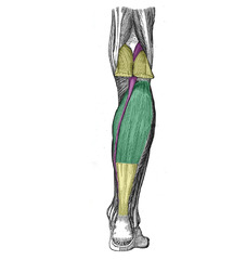 Muscles of the ior Leg - Attachments - Actions - TeachMeAnatomy