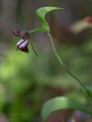 Minnesota's Lady's-slipper orchids – Flower Chasers