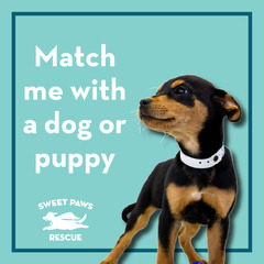 Adoptable Dogs — Sweet Paws Rescue