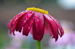 Royalty-Free photo: Selective focus photography of pink daisy with ...