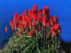 Red hot poker, planting, care and poker plant varieties