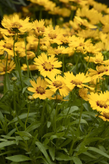 Solanna™ Bright Touch Coreopsis, Coreopsis grandiflora 'Bright Touch'