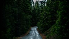 road, coniferous forest, dark, nature ...