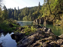 A river flowing through a lush green forest filled with trees ...