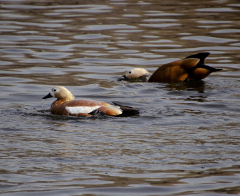 Ruddy shelduck