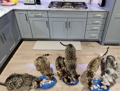 Cat with record-breaking family has world's longest tail at over ...