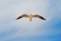 Seagull Birds Flight - photo on Pixabay - Pixabay