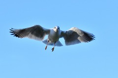 Seagull In Flight Bird - photo on Pixabay - Pixabay