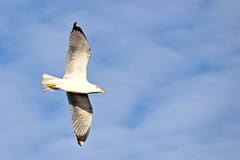 Seagull Bird Flight - photo on Pixabay - Pixabay