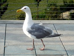 European herring gull