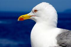 White Yellow and Gray Long Beak Bird Under Blue Sky · Stock Photo