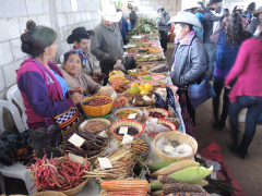 seed-fairs-4-DSCN5898-farmers-seed-fair-in-Guatemala.jpg