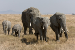 African bush elephant