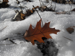 A leaf is laying in the snow on the ground. Sheet forest - PICRYL ...