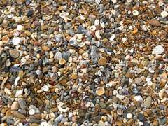 A pile of rocks and shells on a beach. Shells beach shelly beach ...