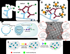 What Is Single Molecule Microscopy?