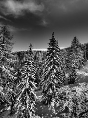 A black and white photo of snow covered trees. Skiing snow runway ...