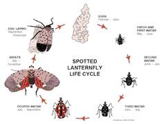 Spotted Lanternfly (Spotted Lanternfly)