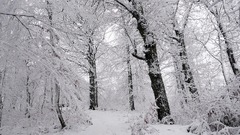 Using buds to ID trees in winter (and surviving on sap) | NCPR News